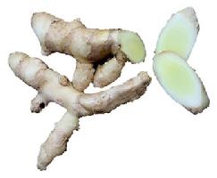 Indian White Turmeric Extract